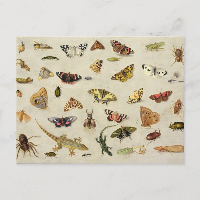 Postal Un estudio de insectos (Anverso)