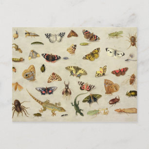 Postal Un estudio de insectos