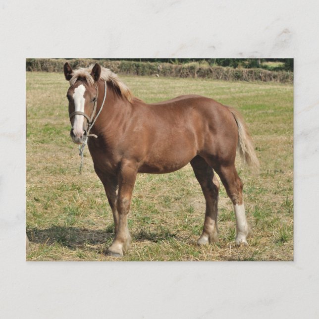 Postal Un foso bretón en Francia (Anverso)