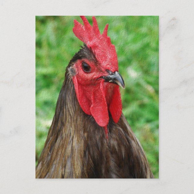 Postal Un gallo azul (Anverso)