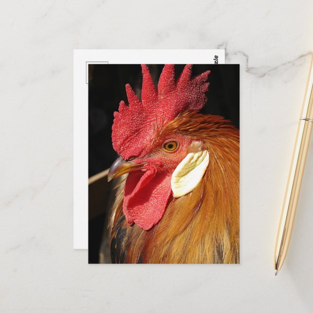 Postal Un gallo Leghorn precioso (Anverso/Reverso In Situ)