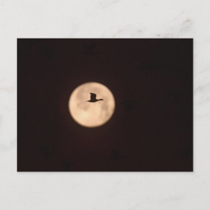Postal Un ganso de las nieves contra una luna llena Nue