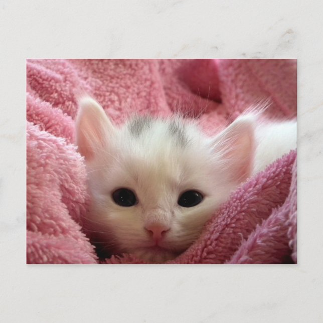 Postal Un gatito blanco lindo durmiendo en una manta rosa (Anverso)