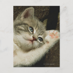Postal Un gatito, con grandes ojos azules, se pone sobre