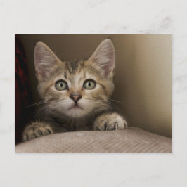 Postal Un Gatito Muy Dulce