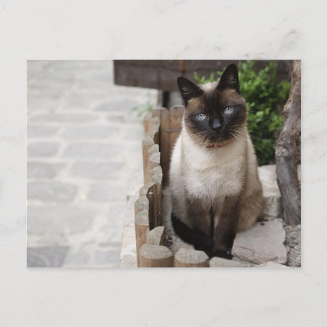 Postal Un gato (Anverso)