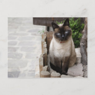 Postal Un gato