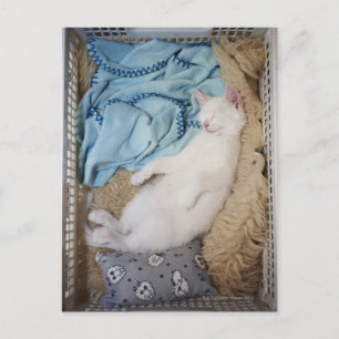 Postal Un gato blanco durmiendo en una cesta de lavado,