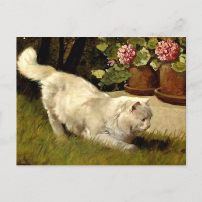 Postal Un gato blanco persa mirando una parábola (Anverso)