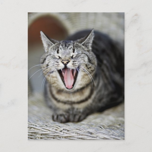 Postal Un gato bostezando, Suecia. (Anverso)