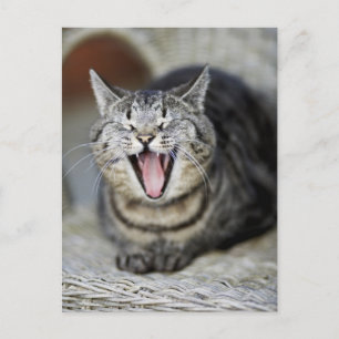 Postal Un gato bostezando, Suecia.