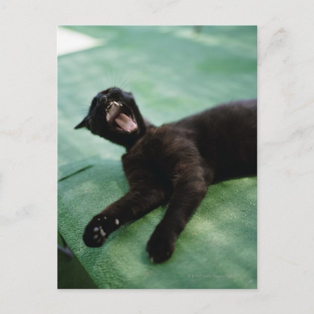 Postal Un gato bostezante. (Anverso)