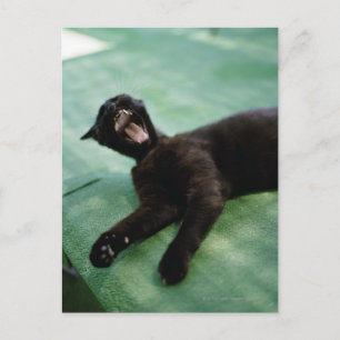 Postal Un gato bostezante.
