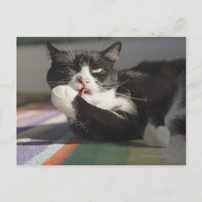 Postal Un gato golpeando es pata (Anverso)