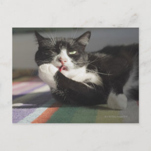 Postal Un gato golpeando es pata