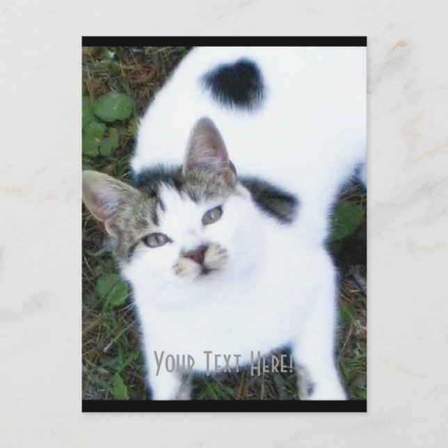 Postal Un gato Guay (Chica) (Anverso)