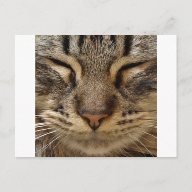 Postal Un gato lindo en los zoológicos (Anverso)