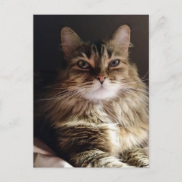 Postal Un gato majestuoso y bonito