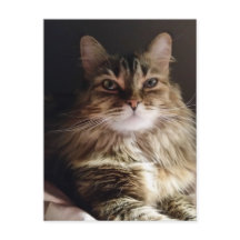 Un gato majestuoso y bonito