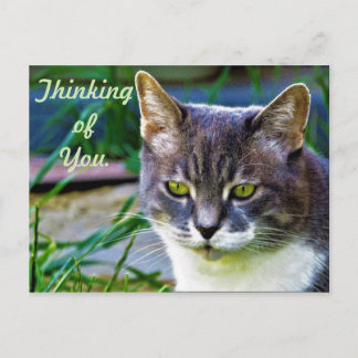 Postal Un gato que reflexiona.