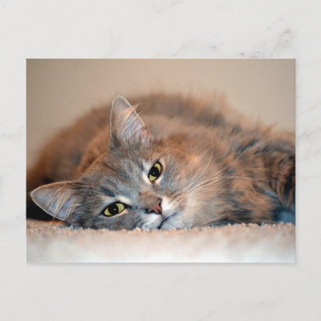 Postal Un gato ruso azul y largamente haitiano por Shirle (Anverso)