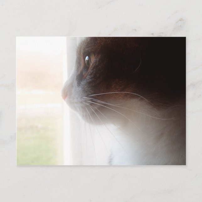 Postal Un gato soñador (Anverso)