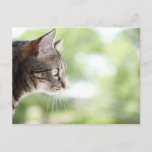 Postal Un gato tabby adulto mirando por la ventana