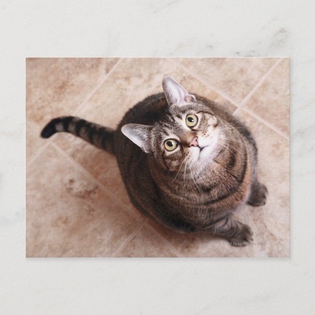 Postal Un gato tabby mirando (Anverso)