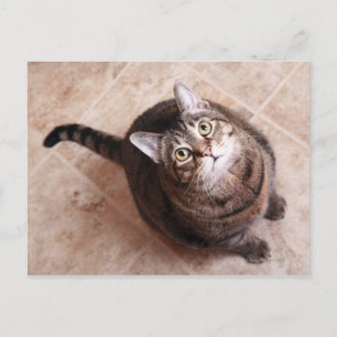 Postal Un gato tabby mirando