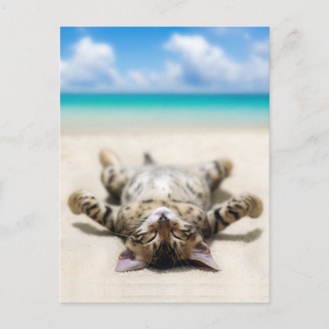 Postal Un gato tomando el sol en la playa (Anverso)