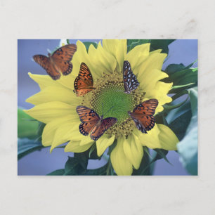 Postal Un girasol con varias mariposas
