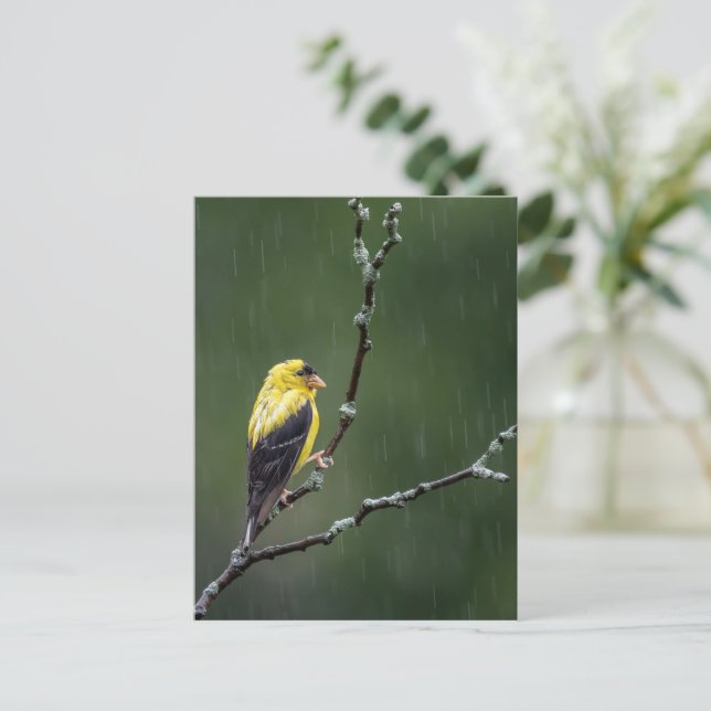 Postal Un Goldfinch Infeliz (Anverso de pie)