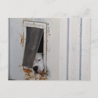 Postal Un gran perro blanco trata de salir del perro pequ