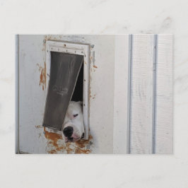 Postal Un gran perro blanco trata de salir del perro pequ