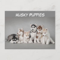 Un grupo de cachorros Husky