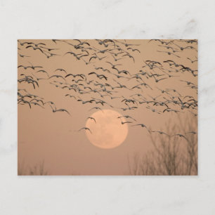 Postal Un grupo de gansos de nieve migratoria, Grus