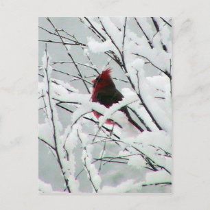 Postal Un Hermoso Cardenal Rojo En Los Bushes Cubiertos C