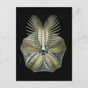 Postal Un humedal fósil en el mar