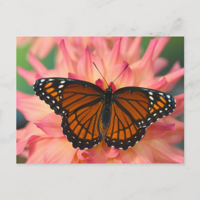 Postal Un imitador de la mariposa monarca (Anverso)