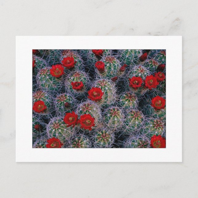 Postal "Un jardín Rosa del desierto" (Anverso)