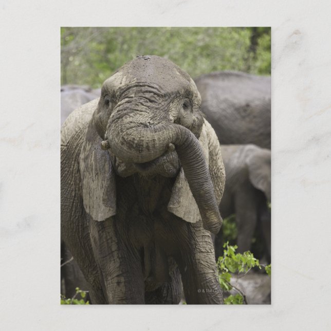 Postal Un joven elefante africano (Loxodonta africana) (Anverso)