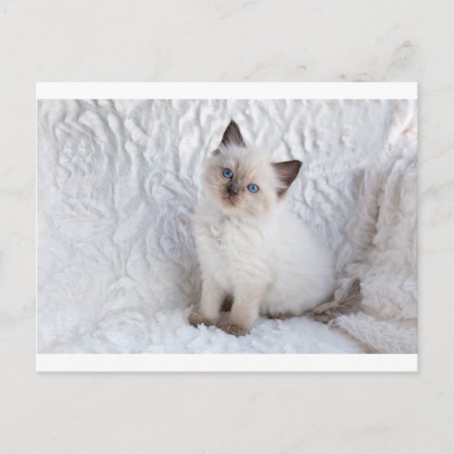 Postal Un joven gato de ragdoll sentado en una silla de p (Anverso)