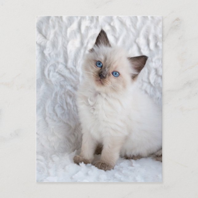 Postal Un joven gato de ragdoll sentado en una silla de p (Anverso)