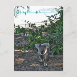 Postal Un joven koala camina por la playa