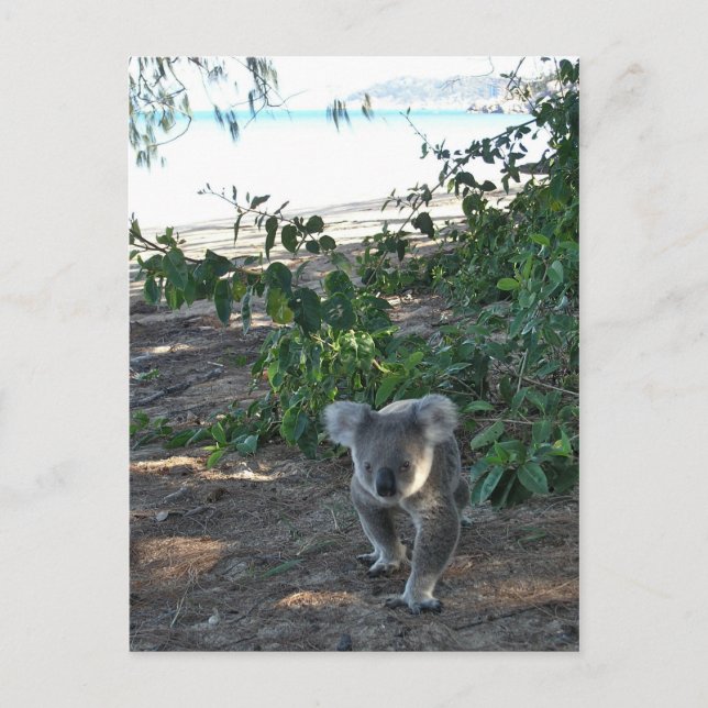 Postal Un joven koala camina por la playa (Anverso)