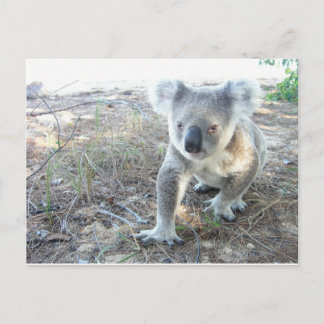 Postal Un joven koala caminando por la playa