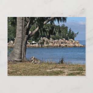 Postal Un joven koala en la playa