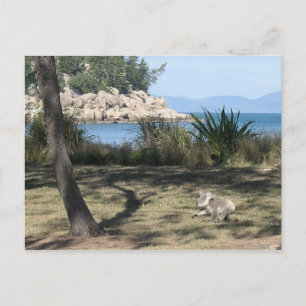 Postal Un joven koala en la playa