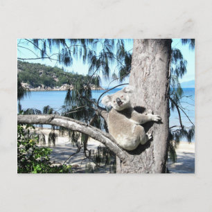Postal Un joven koala se sienta en un árbol cerca de la p