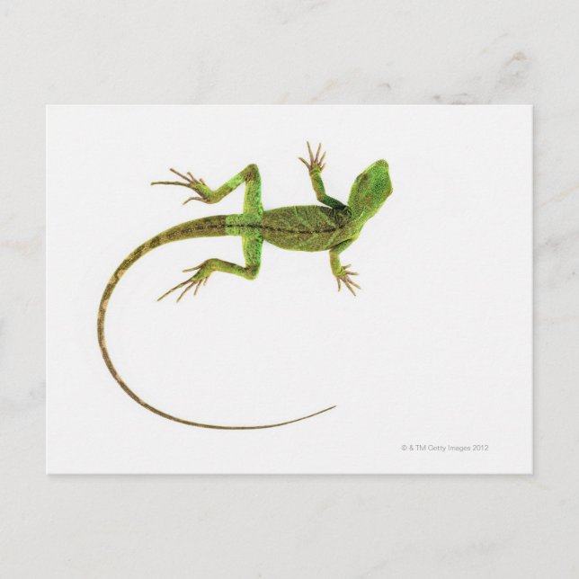 Postal Un lagarto en un suelo blanco puro (Anverso)